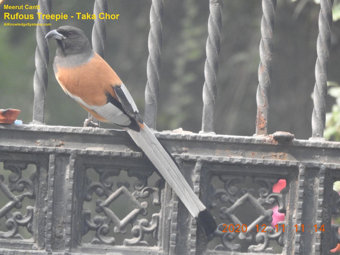 Rufous Treepie (2) Coming Soon